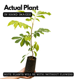 Pulasan Fruit / Philosan (Nephelium mutabile)Grafted Fruit Live Plant (Home & Garden)