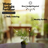Water Jasmine(Wrightia religiosa)Ornamental Flowering Live Plant (Home & Garden)
