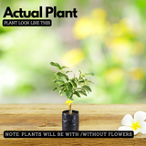 Variegated Lemon Live Plant (Citrus limon) Fruit Live plant (Home&Garden)