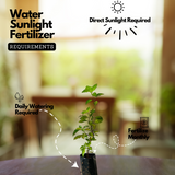 Poocha Meesha / Cats Whiskers Plant (Orthosiphon Aristatus) - Flowering/Ornamental/Medicinal Live Plant (Home & Garden)