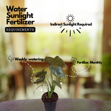 Philodendron Mamei Silver Ornamental Live Plant (Home & Garden)