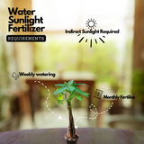 Pachira Money Plant Long Varient | Malabar Chestnut (Pachira aquatica)- Live Plant (Home & Garden)