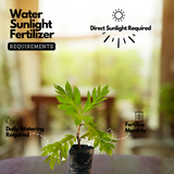 Breadfruit / Kadachakka (Grafted/Layered) (Artocarpus Altilis) Fruit Live Plant (Home & Garden)