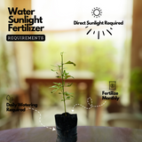 Kallurukki (Scoparia Dulcis) Stone Breaker Ornamental/Medicinal/ Live Plant (Home & Garden)