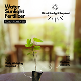 Flowering Plant Birth Star: Karthika (Plant: Mandaram / Bauhinia variegata) Flowering/Ornamental Live Plant (H&G)