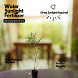 Birth Star : Phalguni|Uthram|Uttara|Uthiram|Uttara PhalgunŽ® (Plant: Arali-Ficus Tinctoria|Nerium Indicum|Ficus Arnottiana)(Home & Garden)