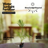 Redneck Palm (Dypsis leptocheilos) Ornamental Live Plant (Home & Garden)