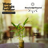 Alpinia Ginger (Alpinia purpurata) Medicinal / Ornamnetal Live Plant (Home & Garden)