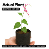 Coral Vine Pink / Antigonon pink Live Plant (Home & Garden)