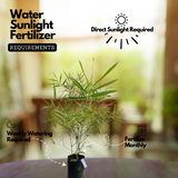 Variegated Bamboo Plant Ornamental Live Plant (Home & Garden)