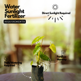 Kerala Hybrid Philodendron Ornamental / Creeper Live Plant (Home & Garden)