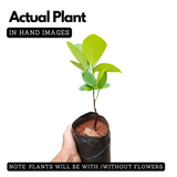 EVIARC The Sweetest Jackfruit Plant Budded Fruit Plant (Home & Garden Plants)