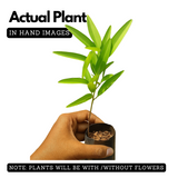 Thozhukanni / Ramanamapacha/ Telegraph LivePlant (Home & Garden)