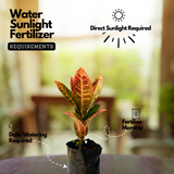 Petra Croton Plant / Codiaeum variegatum Ornamental Live Plant (Home & Garden)