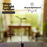 Breadfruit / Kadachakka (Artocarpus Altilis) Fruit Live Plant (Home & Garden)