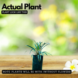 Dracaena Marginata Narrow Leaf Live Plant (Home & Garden)