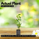 December Flower (Any Color) Live Plant (Barleria Cristata) Ornamental Flowering Shrub | Parvathy Poovu Plant for Home & Garden