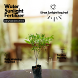 Red Tecoma / The Cape Honeysuckle (Tecoma capensis) Flowering/Ornamental Live Plant (Home & Garden)