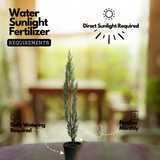 Silver Pine Plant Ornamental Live Plant (Home & Garden)