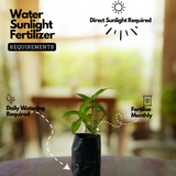 Nannari Plant, Anantamul (Indian Sarsaparilla) Medicinal Live Plant (Home & Garden)