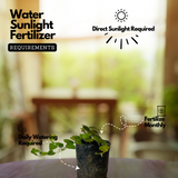 Creeping Fig Plant / Climbing Fig Ficus pumila Ornamental Live Plant (Home & Garden)