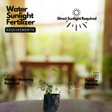 Touch Me Not / Thottavaadi / Shame Plant / Chuimui (Mimosa Pudica) Flowering / Medicinal Live Plant (Home & Garden)