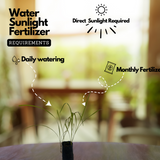 Darbha /Kusha Grass (Desmostachya bipinnata)Live Plant (Home & Garden)