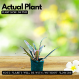 Red Pineapple Live Plant | Decorative Red Fruit Tropical Plant (Home & Garden)