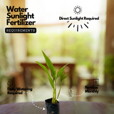 Traveller's Palm / Traveller's tree Ornamental Live Plant (Home & Garden)