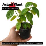 Mussaenda Red Mussaenda erythrophylla Live Plant(Home & Garden)