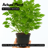 Odomas Plant Citronella plant Live Plant (Home & Garden)