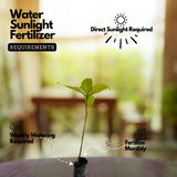 Frankincense / Kunthirikkam / Black Dammar (Canarium strictum) Medicinal Plant Home & Garden