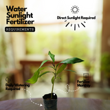 Raja Puli (Garcinia Indica) Kokum Fruit Live Plant (Home & Garden)