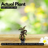 Beetroot Guava Live Fruit Plant (Home & Garden)