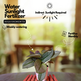 Scindapsus Treubii Moonlight(Epipremnum aureum) Live plant(Home & Garden)