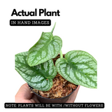 Monstera Dubia Plant Live Plant(Home & Garden)