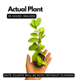 Bauhinia Coccinea Live Plant (Home & Garden)