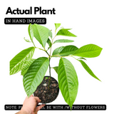 Langi Langi Plant(Cananga odorata)Live Plant(Home & Garden)