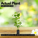 Vella koduveli / White Leadwort (Plumbago zeylanica) Flowering/Ornamental/Medicinal Live Plant (Home & Garden)