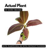 Ornamental Red banana Live Plant (Home & Garden)