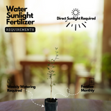 Shami Plant / Vanni Maram (Prosopis Cineraria) Ornamental/Medicinal Live Plant (Home & Garden)