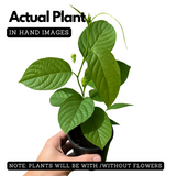 Akashavellari Live Plant (Home & Garden)