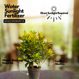 Gold Dust Croton / Codiaeum variegatum Ornamental Live Plant In Pot (Home & Garden)