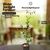 Flowering Plant Birth Star: Anizham (Plant: Jasmine / Mulla / Jasminum sambac) / Flowering / Ornamental Live Plant (H&G)