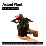 Begonia Pink Long - Angel Wing Begonia Torch Red Live Plant (Home & Garden)