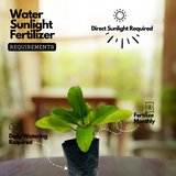 Ilamulachi / Patharchatta / (Bryophyllum Pinnatum) Kalanchoe Pinnata Medicinal Live Plant (Home & Garden)