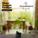 Manimulla (Porana Paniculata) Flowering/Ornamental Live Plant (Home & Garden)