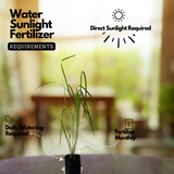 Lemon Grass Plant (Cymbopogon citratus) Medicinal Live Plant (Home & Garden)