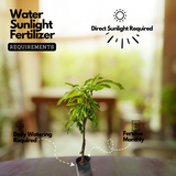 Himayat/Hamam/Imam Pasand Mango Plant (Mangifera indica) Grafted Fruit Live Plant (Home & Garden)