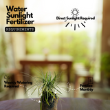 Mountain Grass - Ornamental Plant Live Plant (Home & Garden)